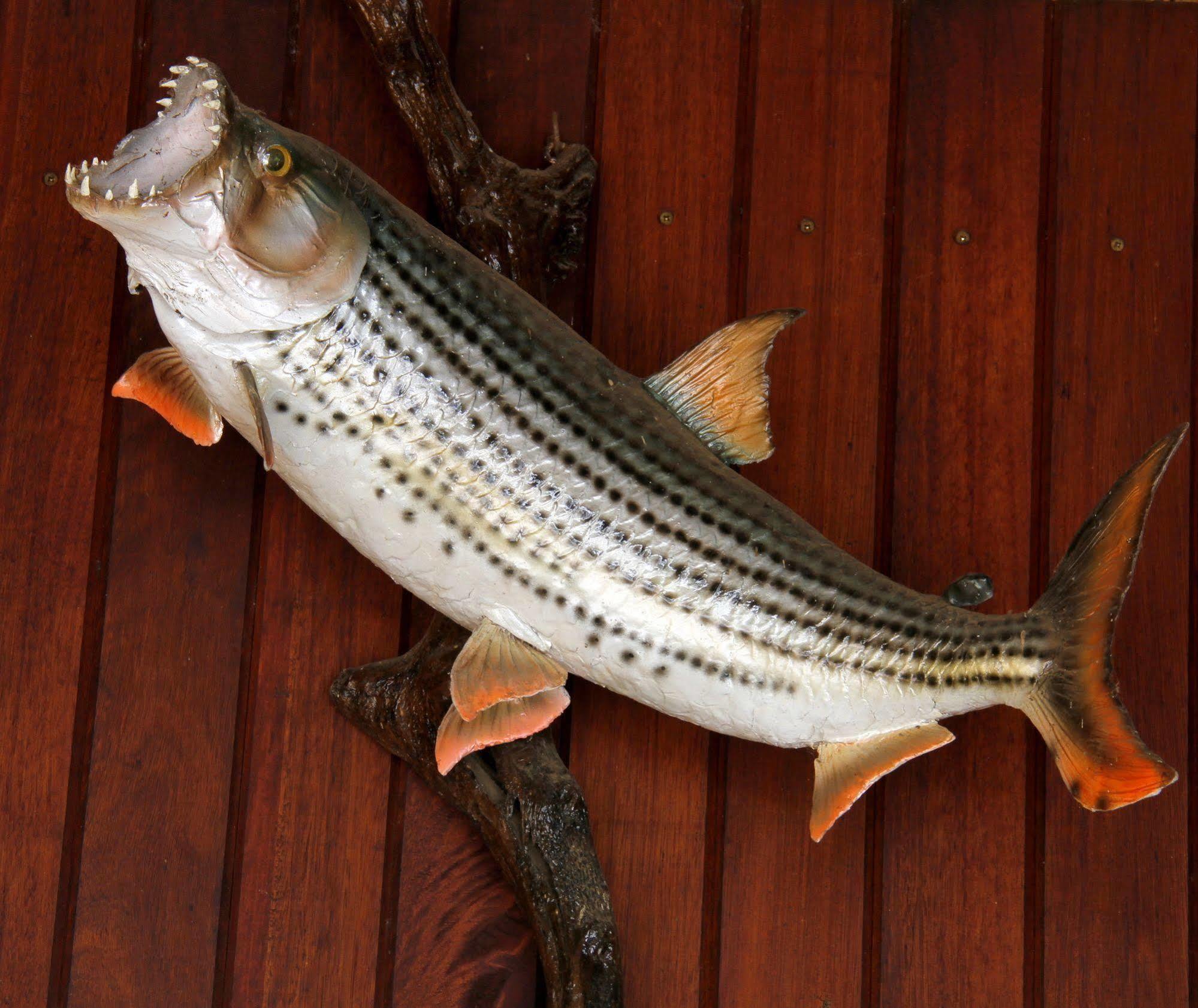 Shayamoya Tiger Fishing And Game Lodge Pongola Εξωτερικό φωτογραφία