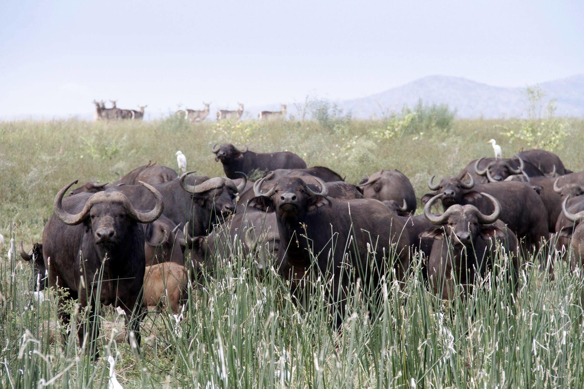 Shayamoya Tiger Fishing And Game Lodge Pongola Εξωτερικό φωτογραφία
